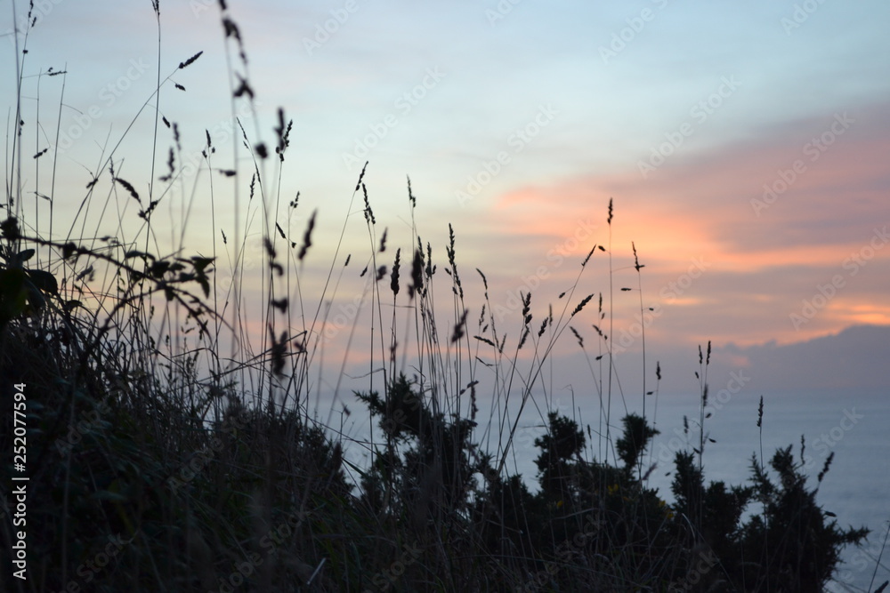 Fototapeta premium Kwiat