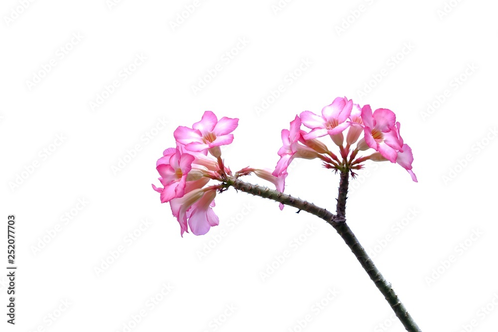 A bunch of sweet pink Adenium flower blossom on white isolated background 