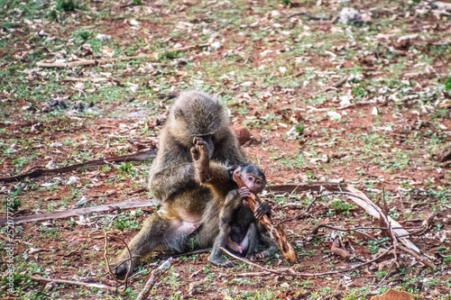 baboon with baby delousing