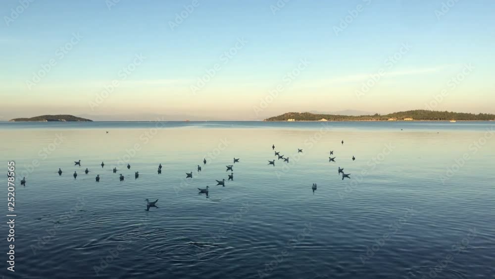 Seagulls swimming and flying above the sea, seagulls floating on the sea, lots of birds flying above blue sea Seagulls swimming and flying above the sea, seagulls floating on the sea, lots of birds flying above blue sea