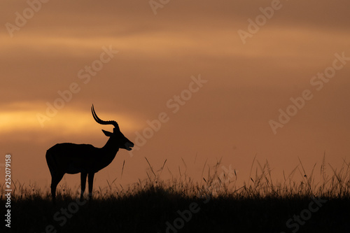 silhouette of deer