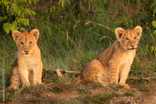 Fotografia, Obraz Cute lion cubs