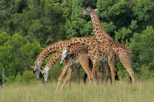 Giraffes  young  play fighting