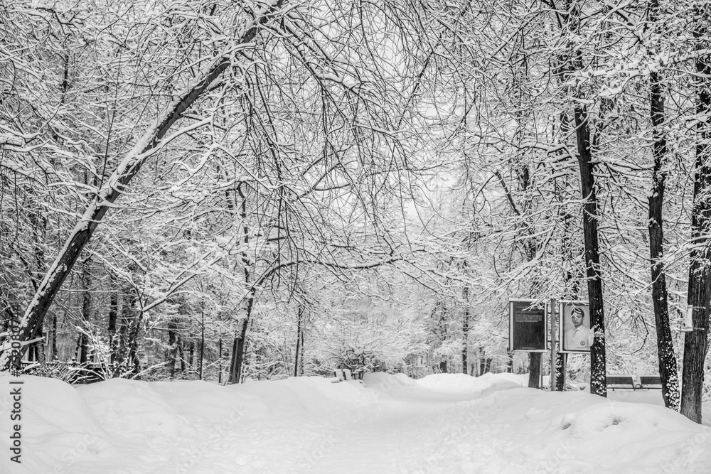 Snowstorm in the winter park