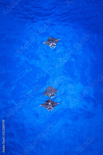 Hawaii Manta Ray Aerial