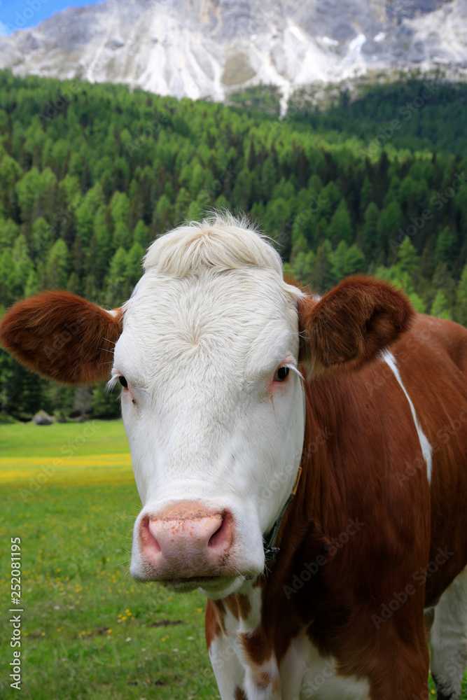 Simmentaler Fleckvieh, Rinderrasse, Portrait