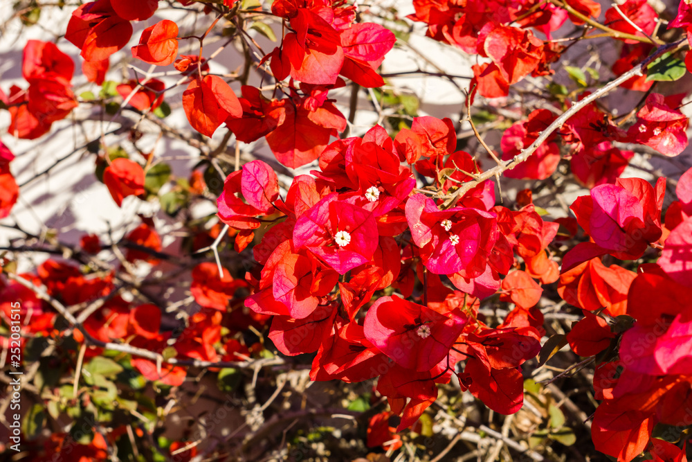 Red bougainvillea growing on a wall, Monterey, California