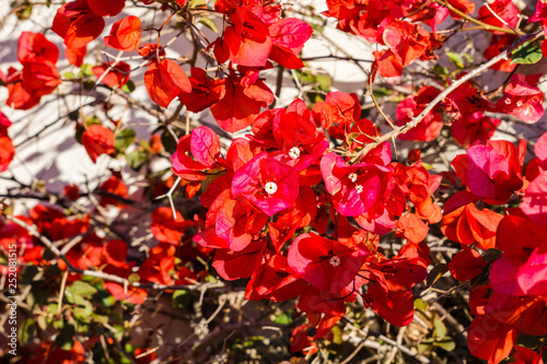 Red bougainvillea growing on a wall  Monterey  California