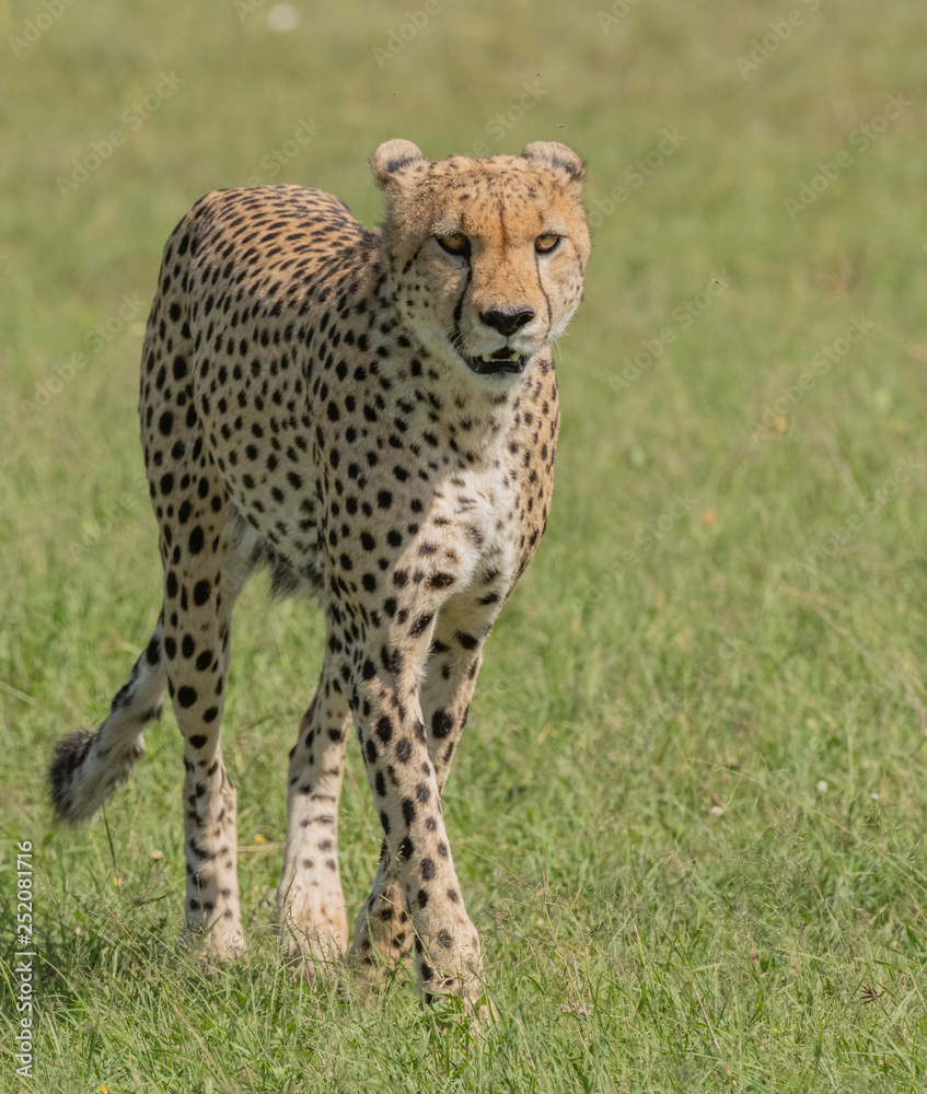 Cheetah Walking Cheetah Walking