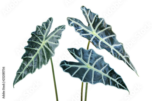 Foto Ornamental Tropical Leaves of Alocasia sanderiana W