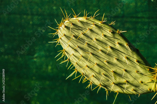 The cactus stem is isolated on a green background.