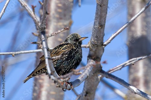 Cute starling on a branch.