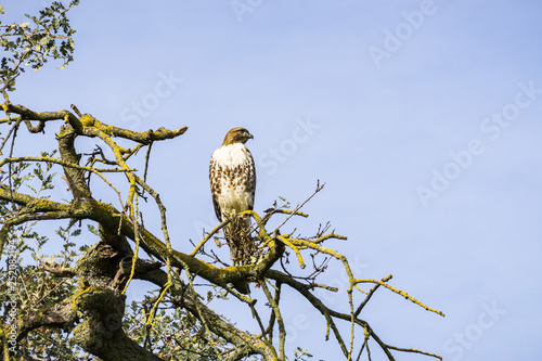 Juvenile Red-tailed Hawk (Buteo jamaicensis) perched on an oak tree branch, Coyote Valley Open Space Preserve, Morgan Hill, south San Francisco bay area, California