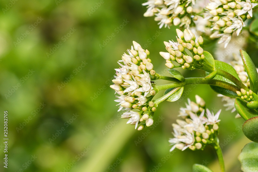 Blooming Crassula ovate after a rainy day, California Blooming Crassula ovate after a rainy day, California
