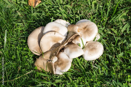 Cluster of mushrooms growing on a meadow after the rain, California