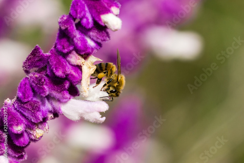 Bee pollinating a Mexican sage flower, California