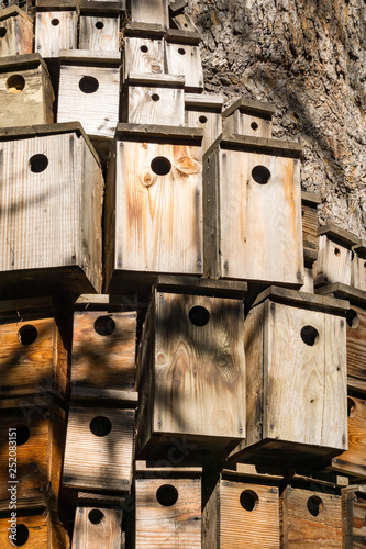 Lots of decorative nesting boxes on the trunk of a large tree, California © Sundry Photography