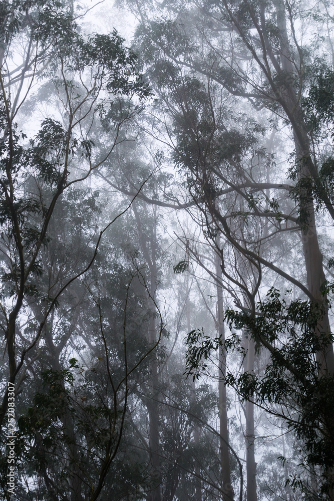Foggy eucalyptus forest, San Pedro Valley County Park, San Francisco bay area, California Foggy eucalyptus forest, San Pedro Valley County Park, San Francisco bay area, California