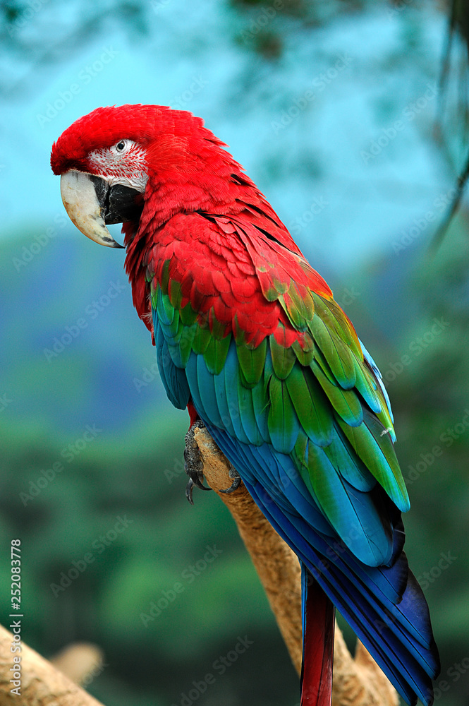 colorful macaw