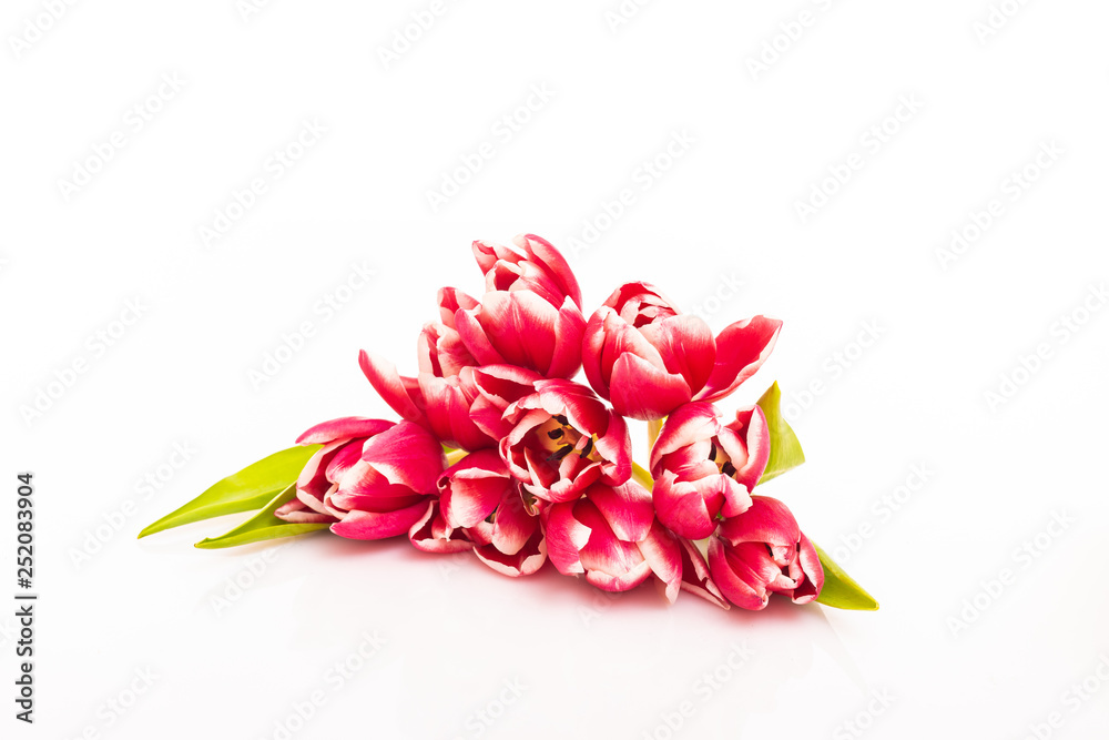Fresh colorful tulip flowers bouquet on white background Fresh colorful tulip flowers bouquet on white background