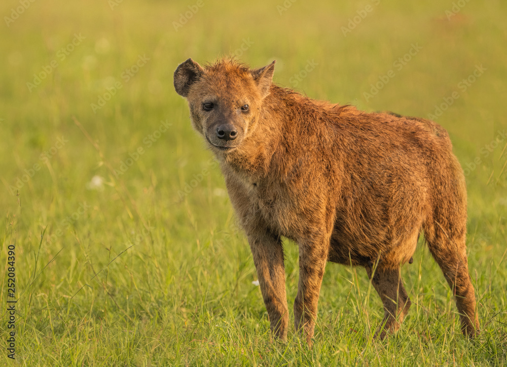 Hyena Hyena