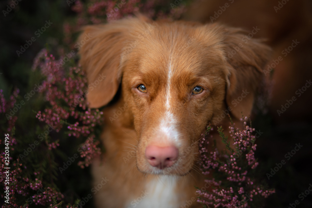 Toller dog in heather colors. walk with a pet in the forest. Journey Toller dog in heather colors. walk with a pet in the forest. Journey