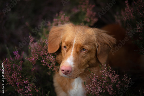 Toller dog in heather colors. walk with a pet in the forest. Journey