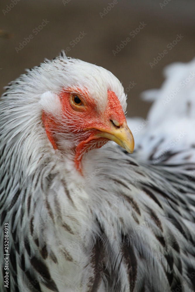 Naklejka premium huhn