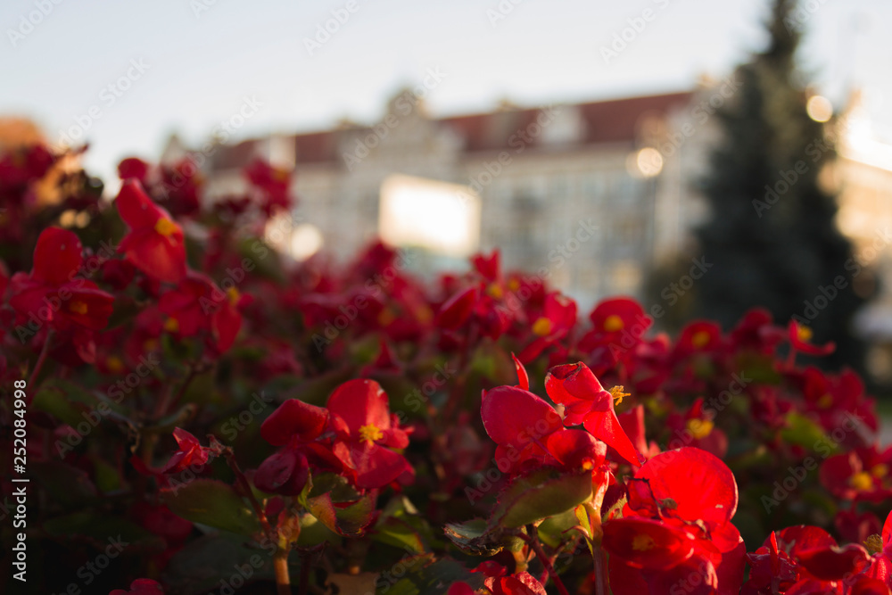 Red flowers in the Park