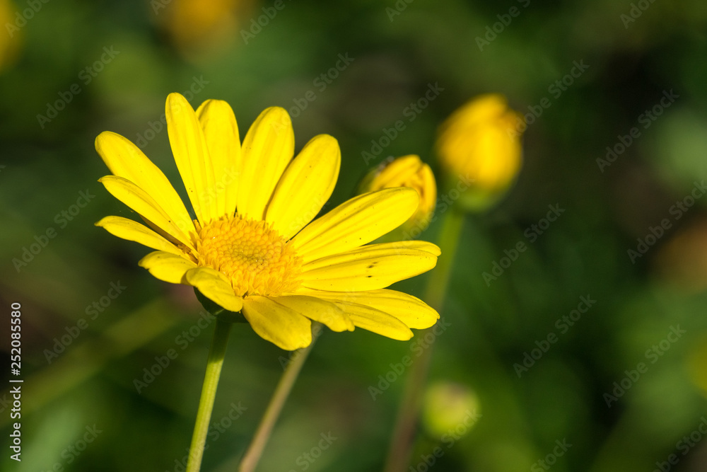 Bright yellow landscaping flower, California Bright yellow landscaping flower, California