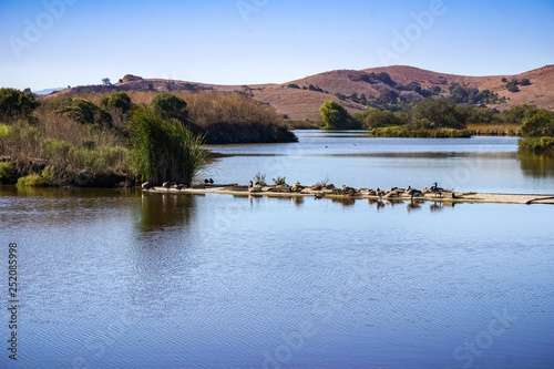 Canada Geese sitting on a levee in the waterways in Coyote Hills Regional Park, East San Francisco Bay Area, Fremont, California