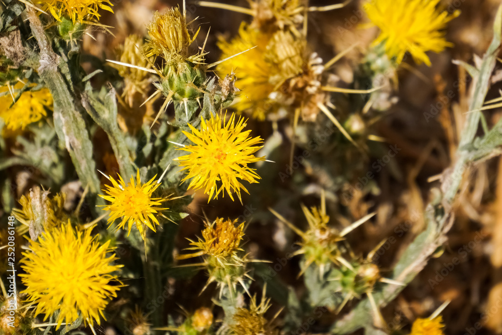 Yellow star thistle (Centaurea solstitialis), California Yellow star thistle (Centaurea solstitialis), California