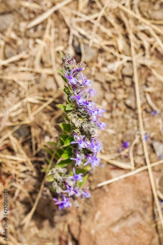 Vinegar Weed (Trichostema lanceolatum, Lamiaceae) flower, strong vinegar smell, California photo