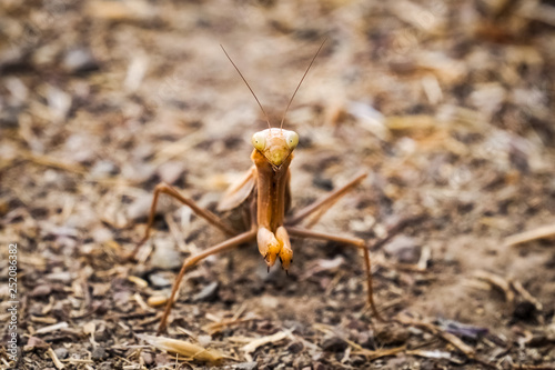 Praying mantis (Stagmomantis californica) on the ground, California © Sundry Photography