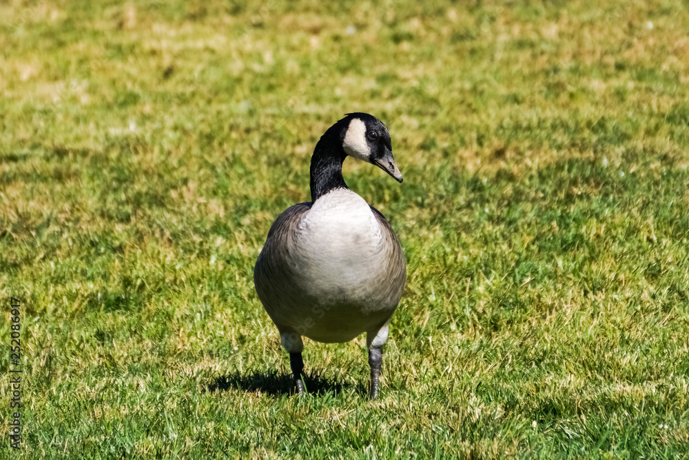 Canada goose on a park meadow, California
