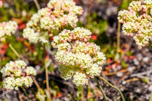Sulphurflower buckwheat flowers (Eriogonum umbellatum), Yellowstone National Park photo