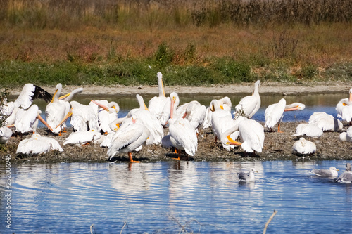 A flock of American white pelicans, Baylands Park, Palo Alto, San Francisco bay area, California