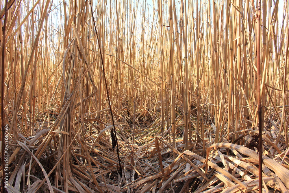 Fototapeta premium Mitten im Schilf