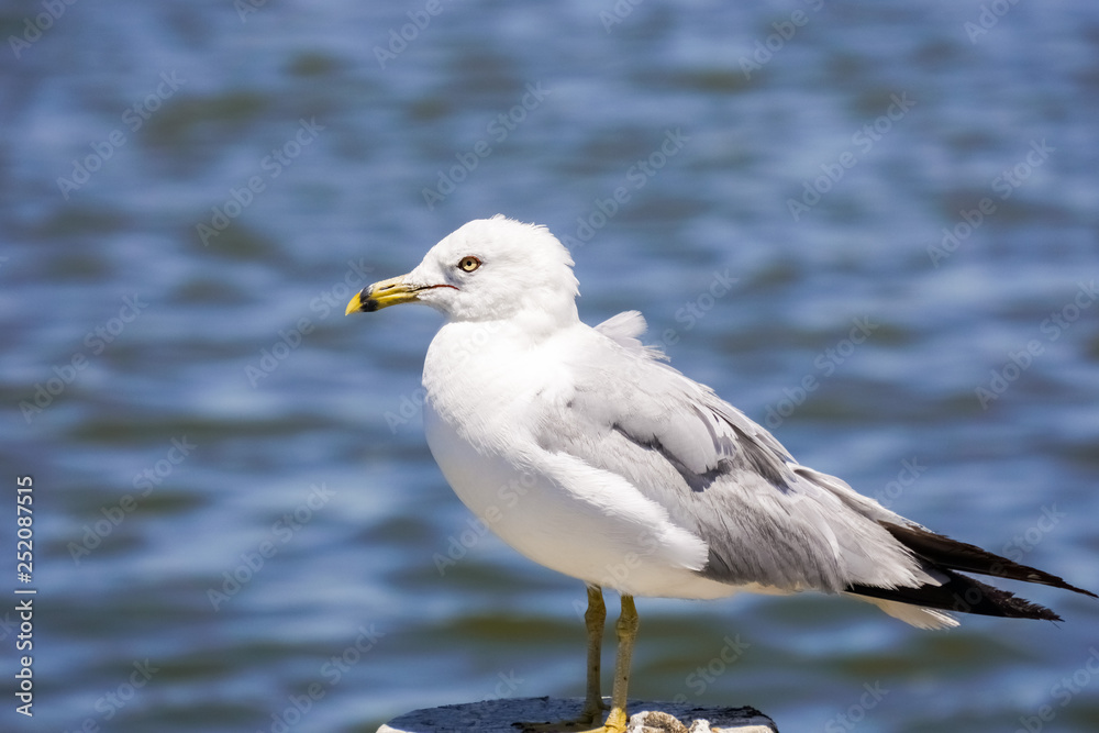 Ring billed seagull (Larus delawarensis) in the Baylands Park, Palo Alto, California