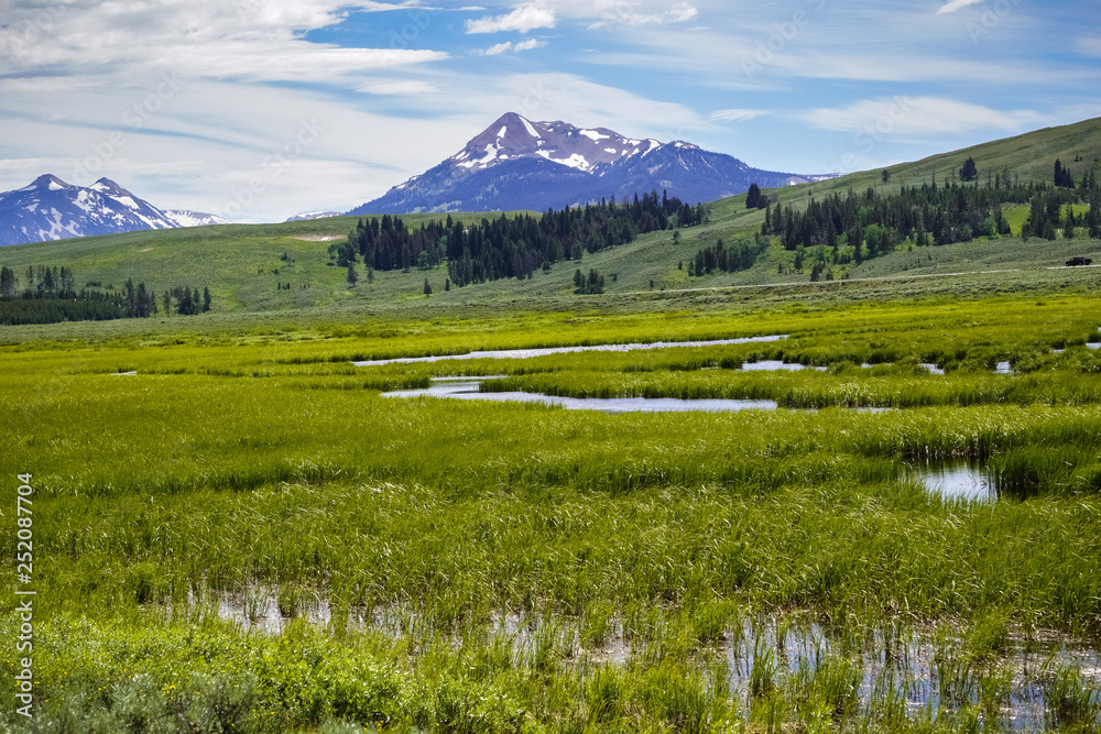 Green meadow and marsh landscape, Yellowstone National Park, Wyoming