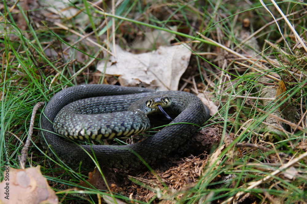 Fototapeta premium zaskroniec