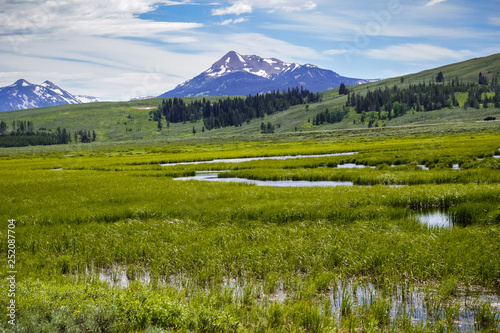 Green meadow and marsh landscape, Yellowstone National Park, Wyoming