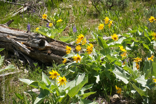 Arrowleaf Balsamroot (Balsamorhiza sagittata) wild flowers, Yellowstone National Park photo