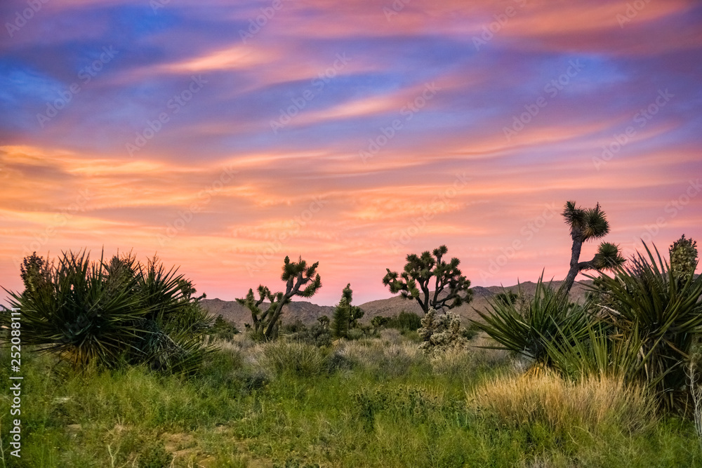 Blooming Joshua Trees (Yucca Brevifolia) on a colorful sunset background, Joshua Tree National Park, California