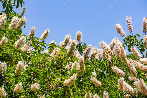 Foto California buckeye flowers (Aesculus californica)