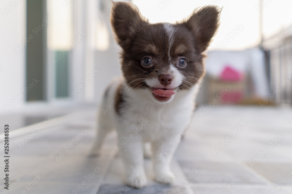 puppy chihuahua is standing and happy smiley. puppy chihuahua is standing and happy smiley.
