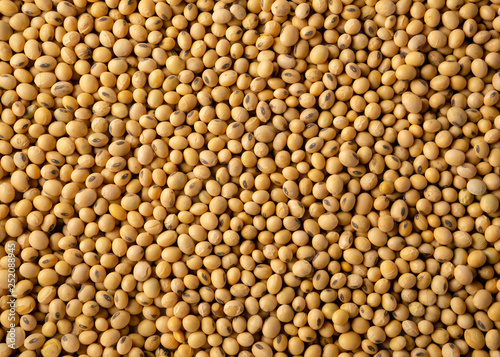 Nature soybeans background