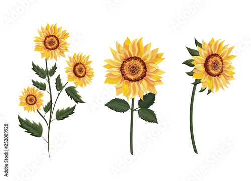 set exotic sunflowers plants with leaves