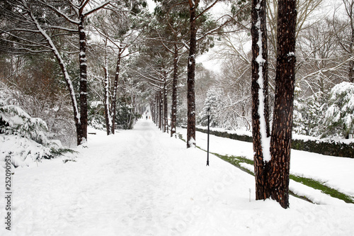 Atatürk Arboretumu Bahcekoy snowy photos Sariyer istanbul