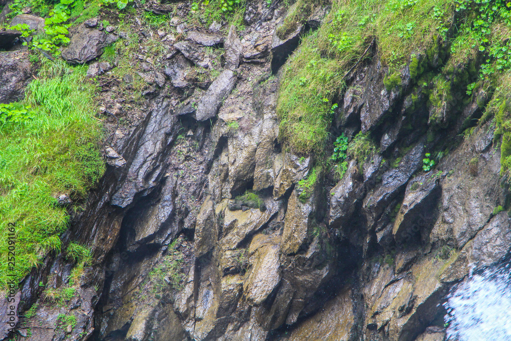 moss on a rock